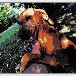 Automatizált fűtés Szofi, az öreg magyar vizsla házába